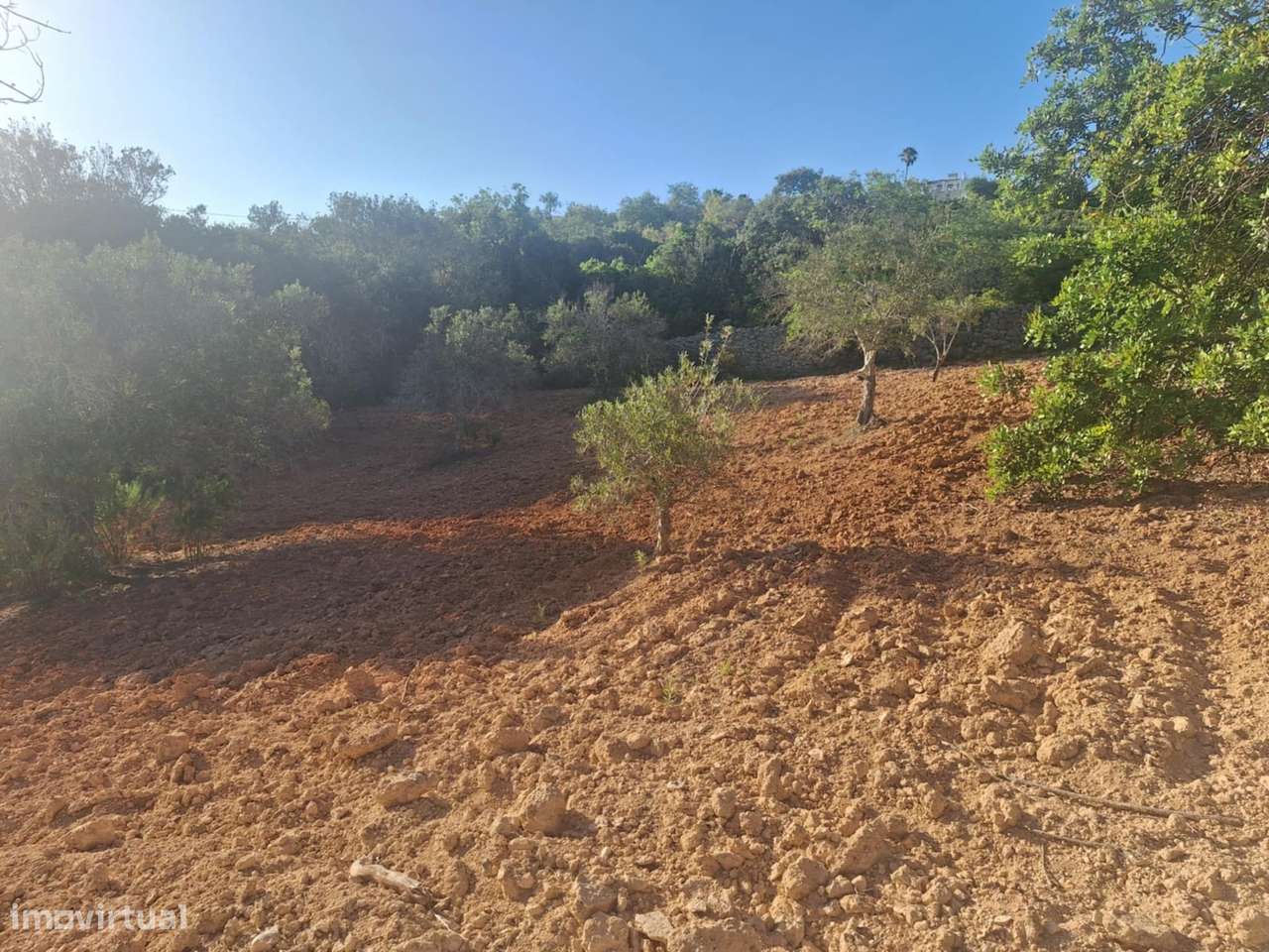 Terreno Rústico a 10km de Estoi-5