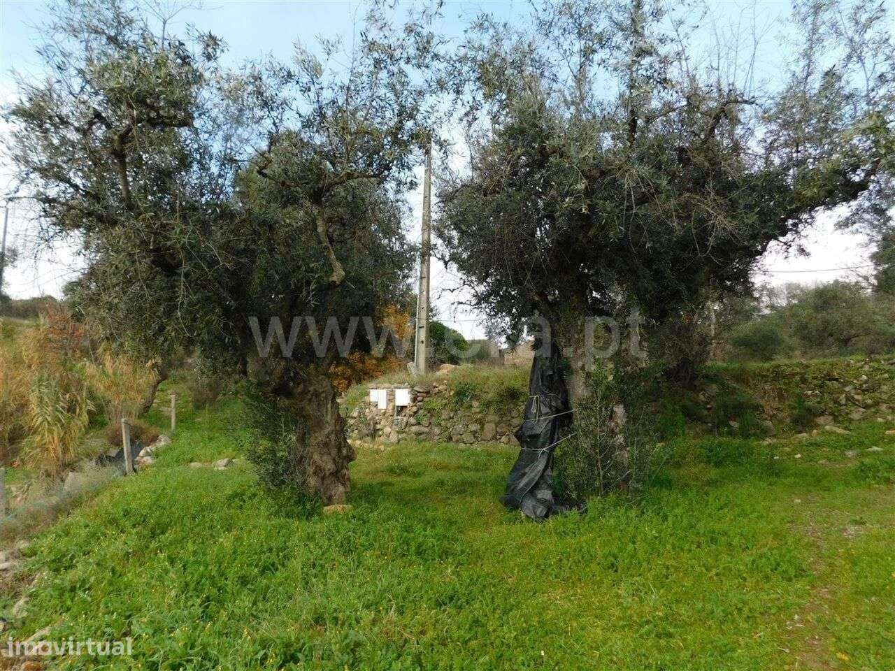 Quinta T1 / Fundão, Mata da Rainha - Grande imagem: 3/14