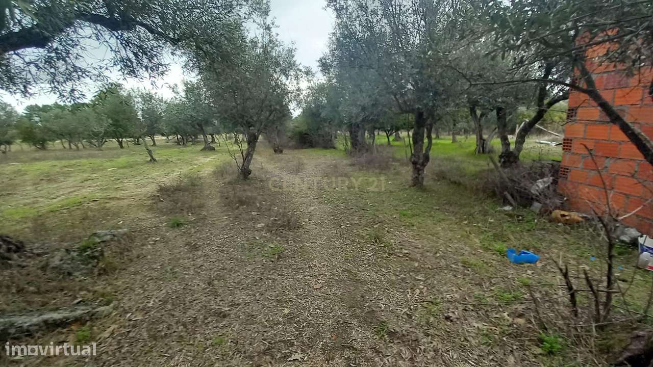 Terreno Rustico Lardosa - Grande imagem: 4/15