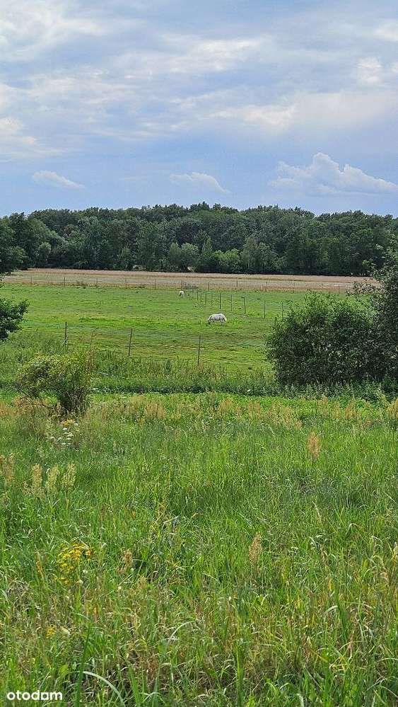 3838m2 piękna działka bud. Zakrzyce, gm. Miękinia-10