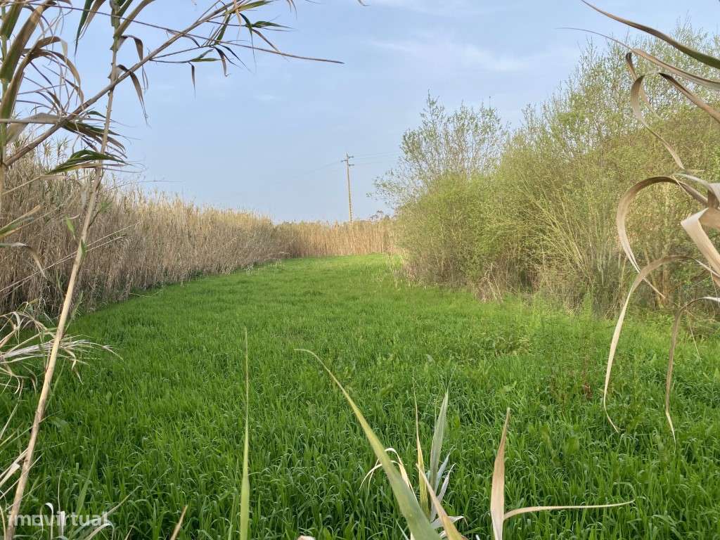 Terreno rustico à venda em Famalicão, Nazaré-3