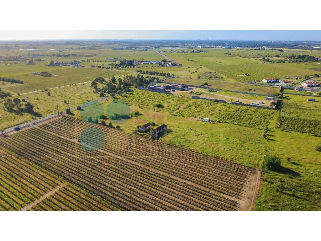 Quintinha com 6.688m ² e ruína para reconstrução | Arraiados, Pinha...-12