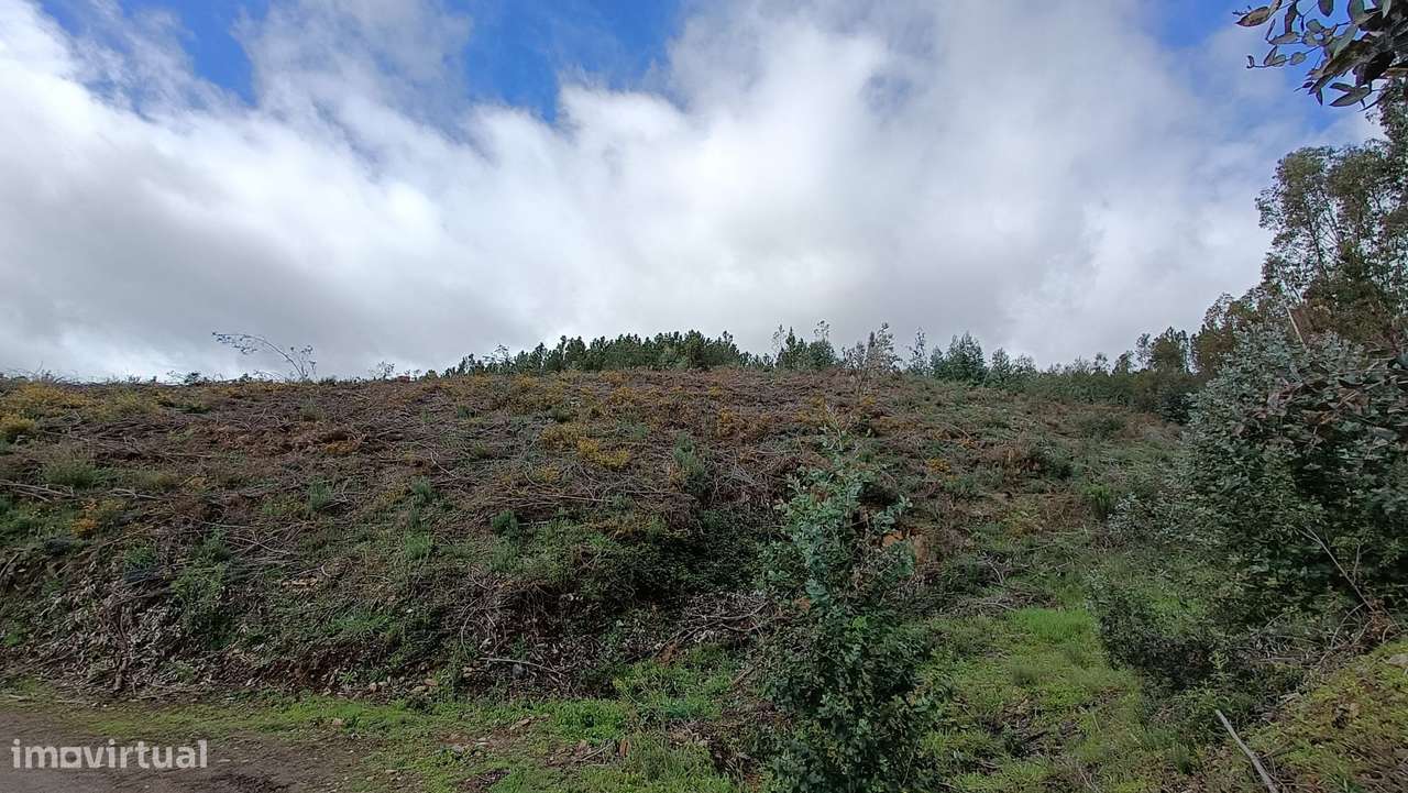 Terreno Pinhal - Covão de Trigo - Grande imagem: 2/4