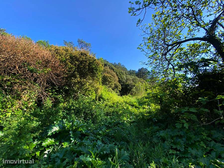 Pequena moradia T2, encantadora, autêntica, entre Óbidos e Bombarral-34