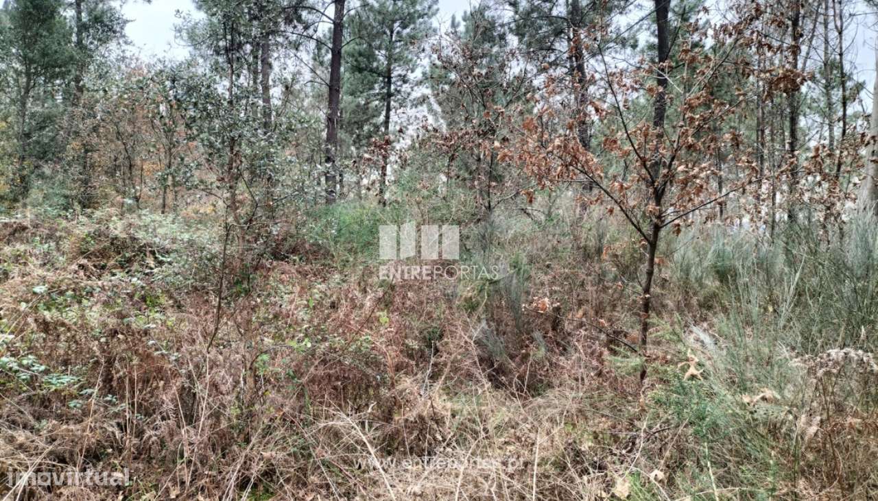 Venda Terreno, Gondar, Amarante - Grande imagem: 4/19