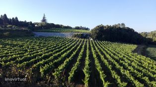 Quinta de Excelência de produção de vinho verde e turismo no distrito