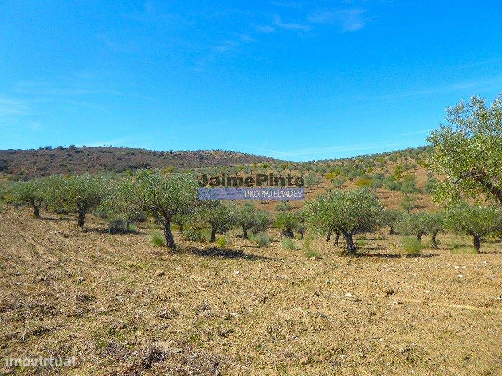 Propriedade 130ha com Olival, Vinha, Floresta. Portugal, Guarda, F.... - Grande imagem: 4/10