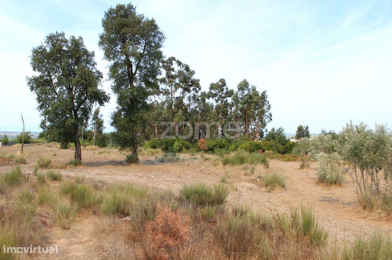 Terreno Rústico com Olival em Paranhos da Beira, Seia - Grande imagem: 4/16