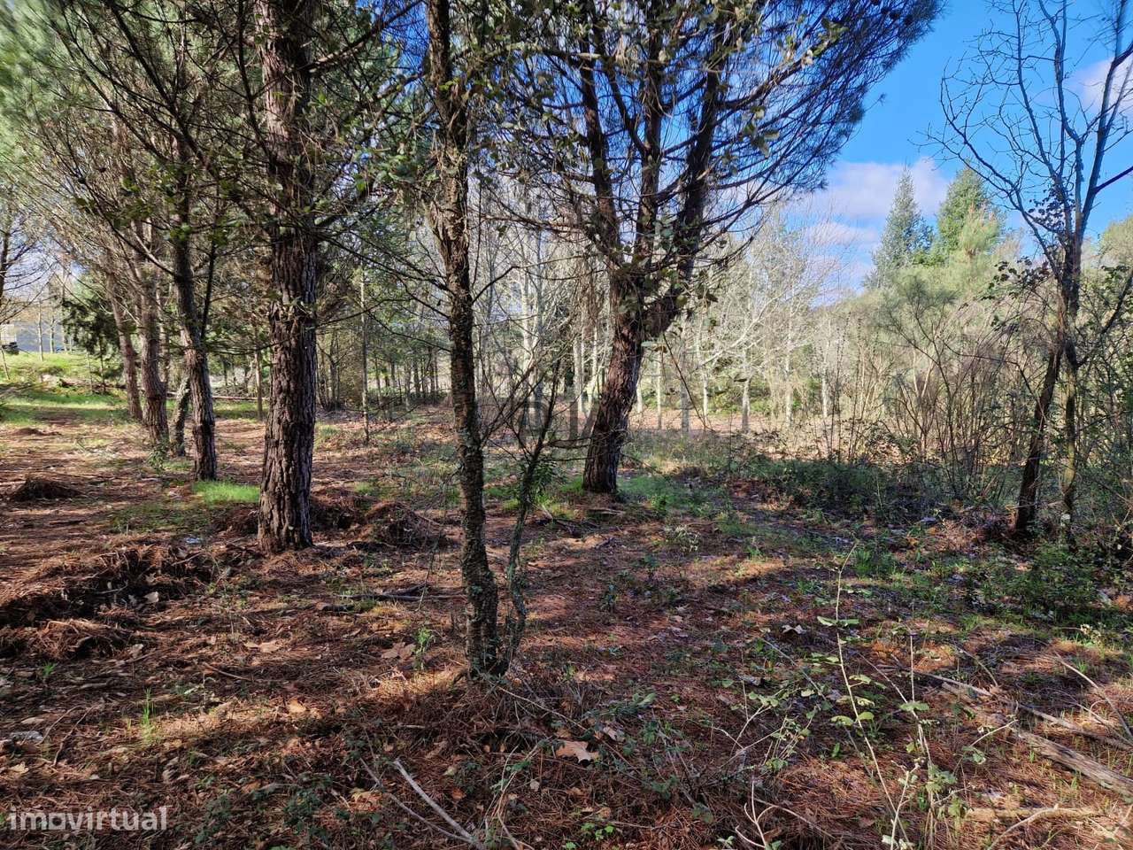 Quinta com 2ha em Fornos de Algodres - Grande imagem: 5/10