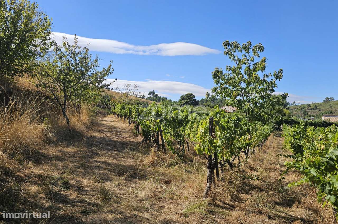 Terreno Rústico Urbanizavel – Presandães, Alijó-7