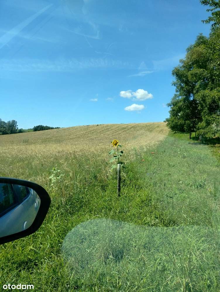 Atrakcyjne działki między jeziorami - Jarczechowo gmina Kikół - Pełny obrazek: 4/5