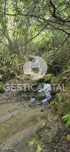 Oportunidade Única: Quinta para Habitação, Turismo ou Agricultura em M-49