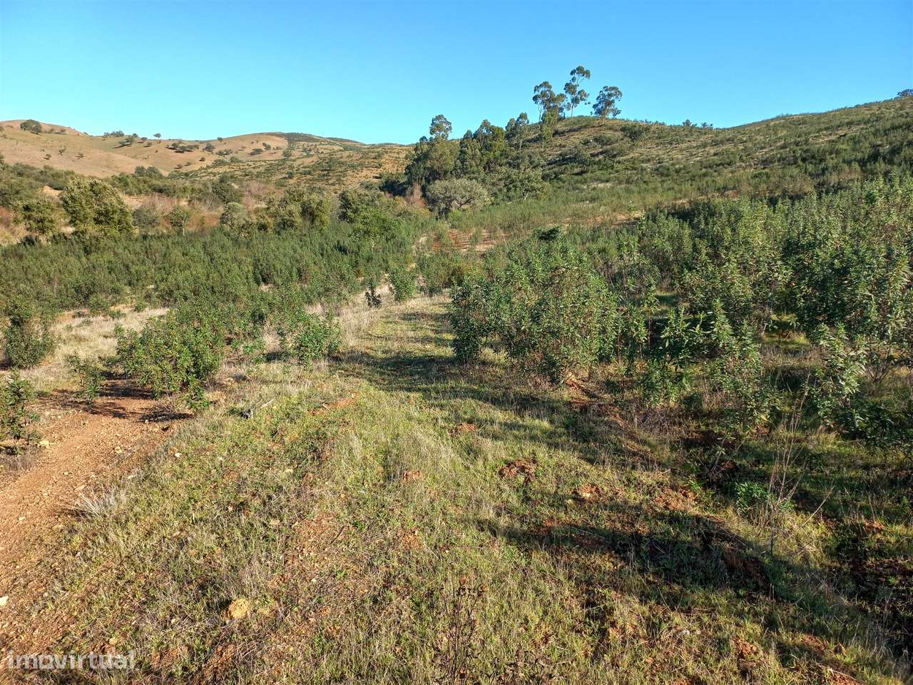Terreno Rústico  Venda em Santa Clara-a-Nova e Gomes Aires,Almodôvar - Grande imagem: 5/16