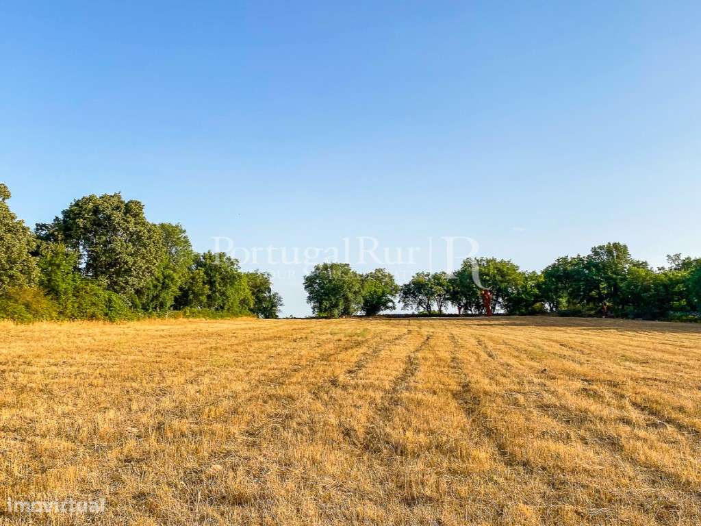 Quinta de 10 ha com projeto aprovado para 2 moradias em Marvão-55