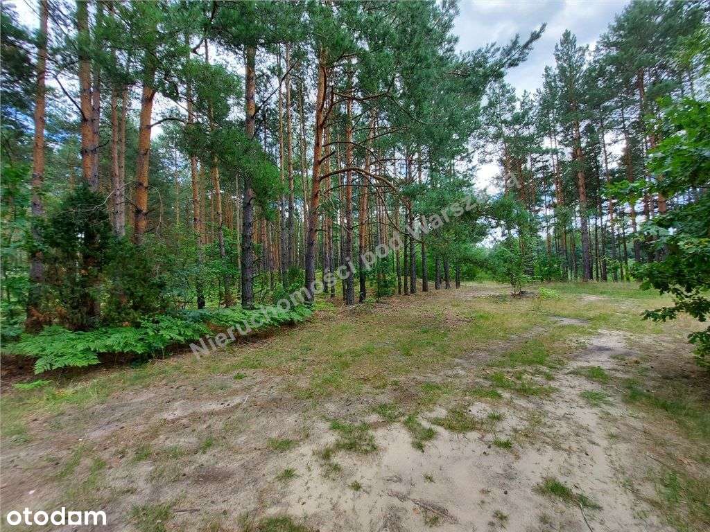 Nie Będzie Nas, Będzie Las...