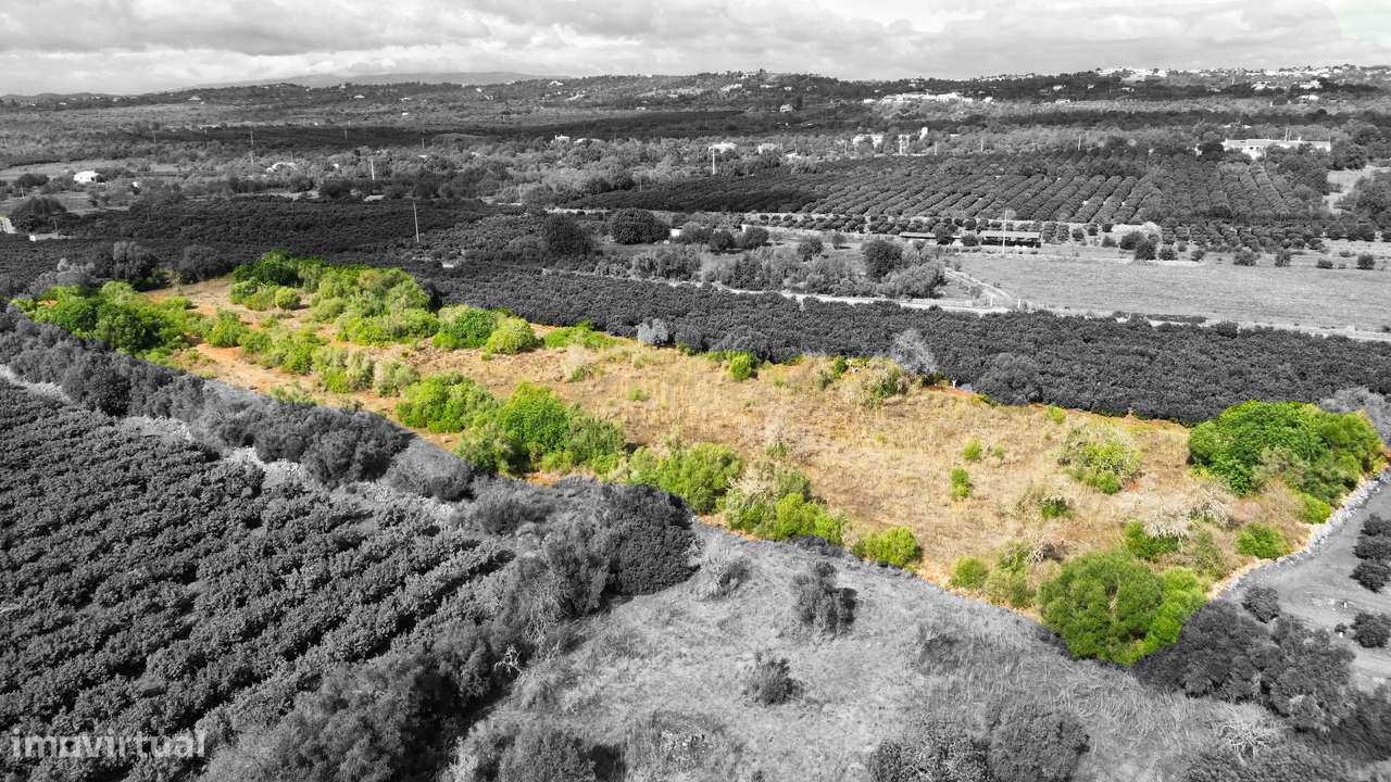 Terreno | Rústico | Plano | 11360m2 | São Bartolomeu de Messines - Grande imagem: 3/10