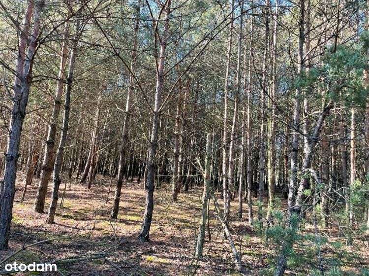 Działki leśne Seligów gm. Łyszkowice, pow. łowicki - Pełny obrazek: 1/2