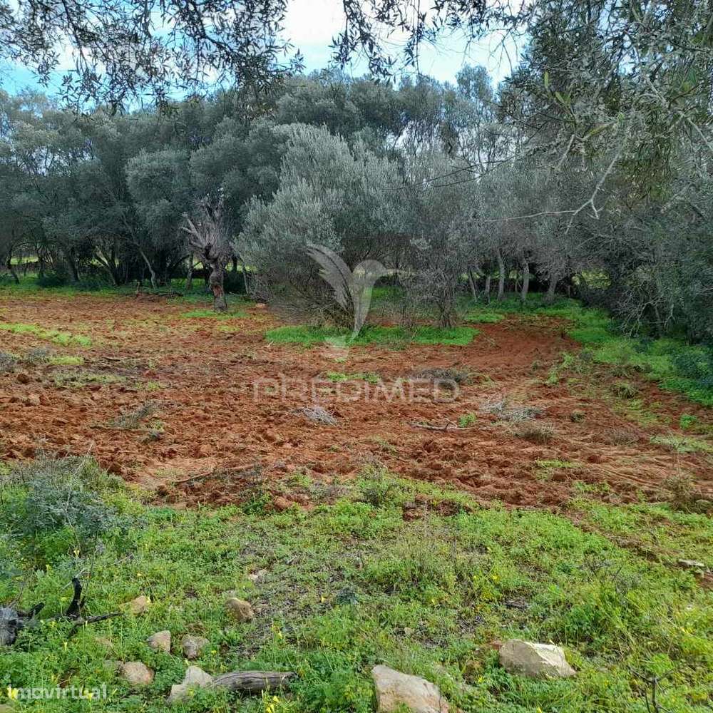 Terreno Rustico  perto de Olhão - Grande imagem: 3/6