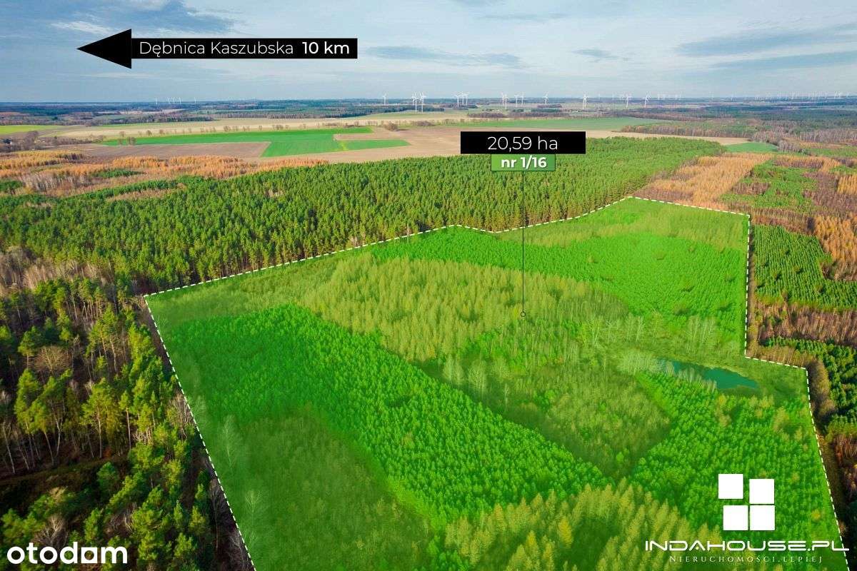 Las. Zainwestuj w swoją przyszłość. - Pełny obrazek: 2/12