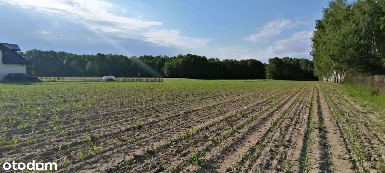 Działka budowlana gm. Wodzierady 1368m2 - Pełny obrazek: 4/4