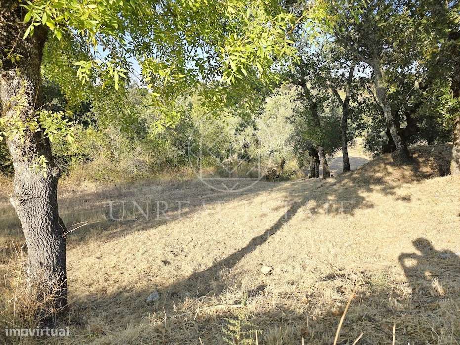 Terreno Misto  Venda em Torres Novas (São Pedro), Lapas e Ribeira Bran - Grande imagem: 3/19