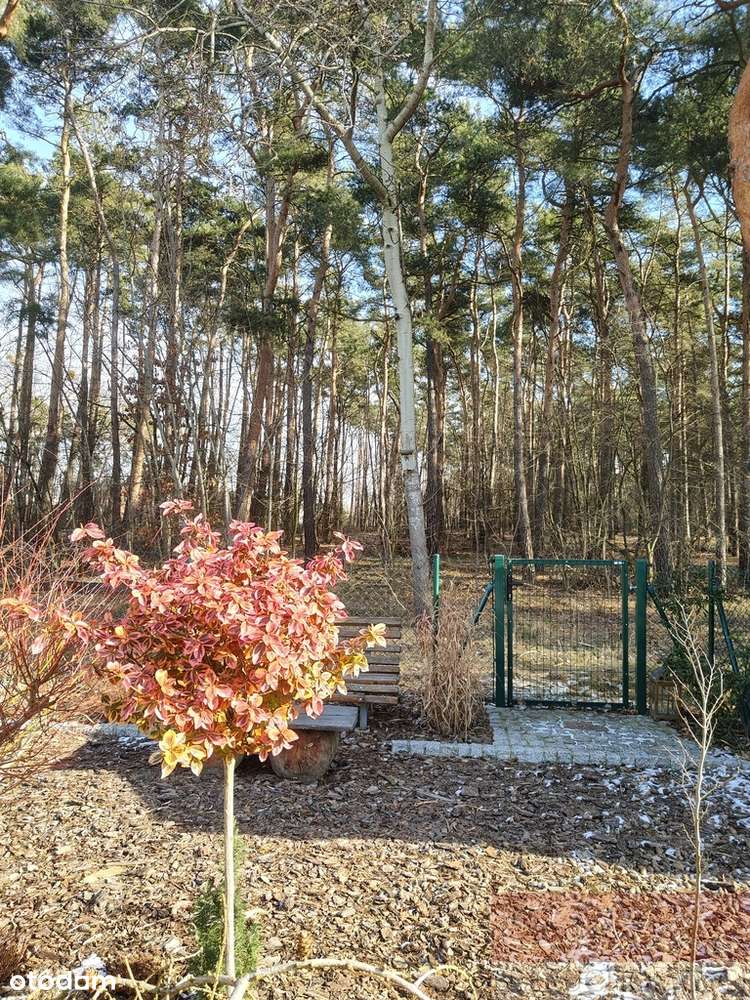 Śliczny domek tuż przy lesie-7