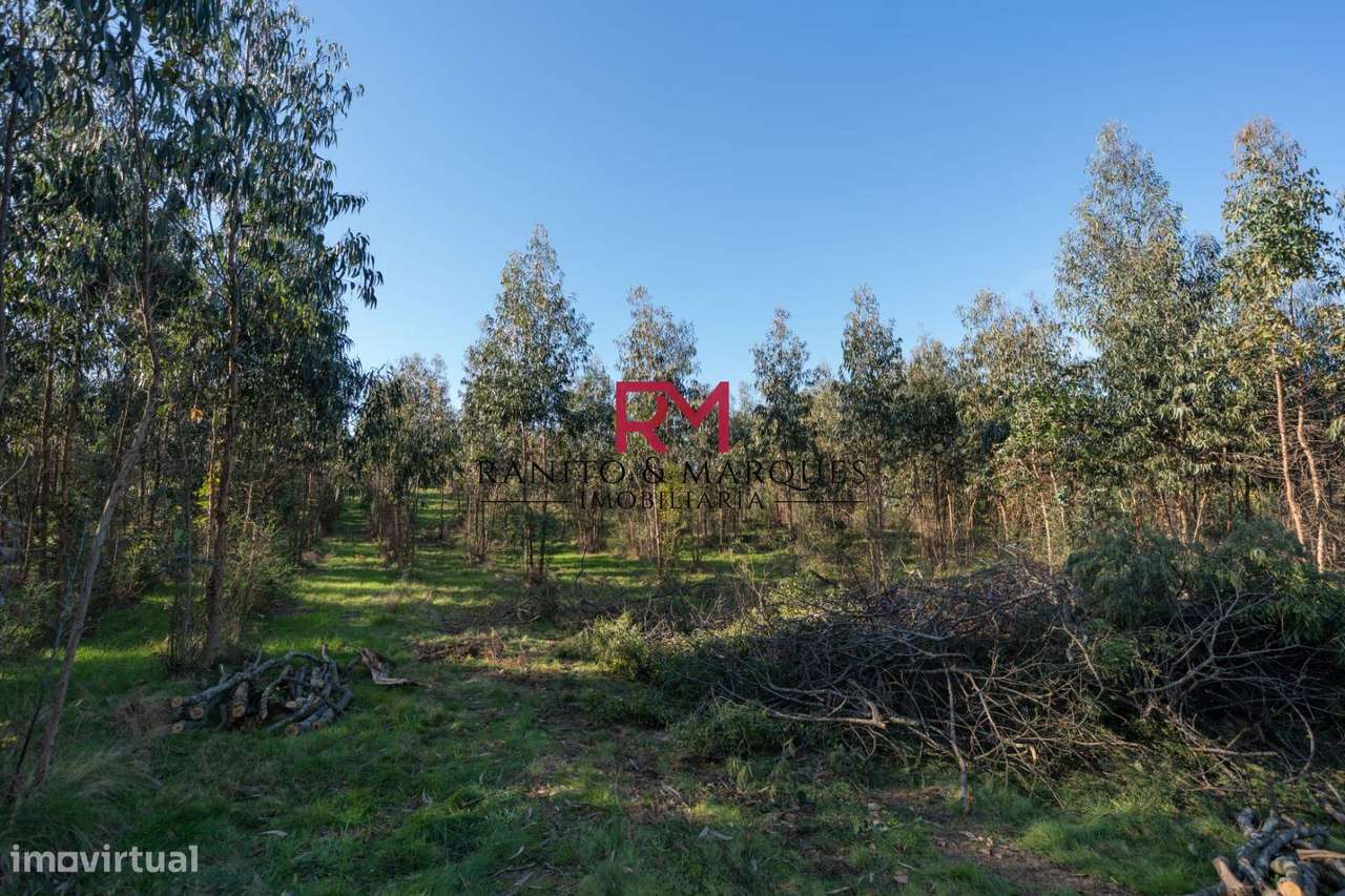 TERRENO PARA CONSTRUÇÃO MORADIAS - PAREDES, BITARÃES - Grande imagem: 5/5