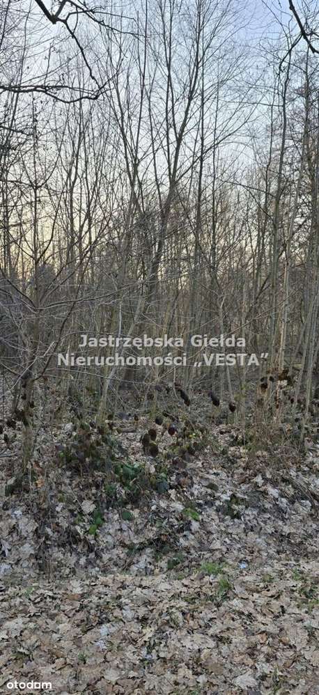 Działka w Golasowicach - Pełny obrazek: 5/5