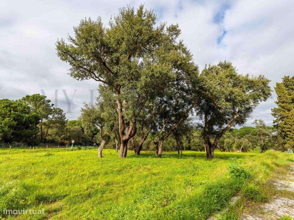 'Casa do Bosque': Terreno Urbano de 1 Hectare em Azeitão - Onde o L...-13