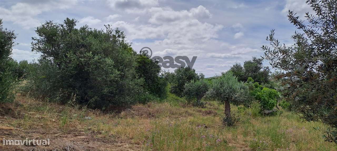 Terreno Rústico para Venda na Vidigueira com 10 000 m² - Mais