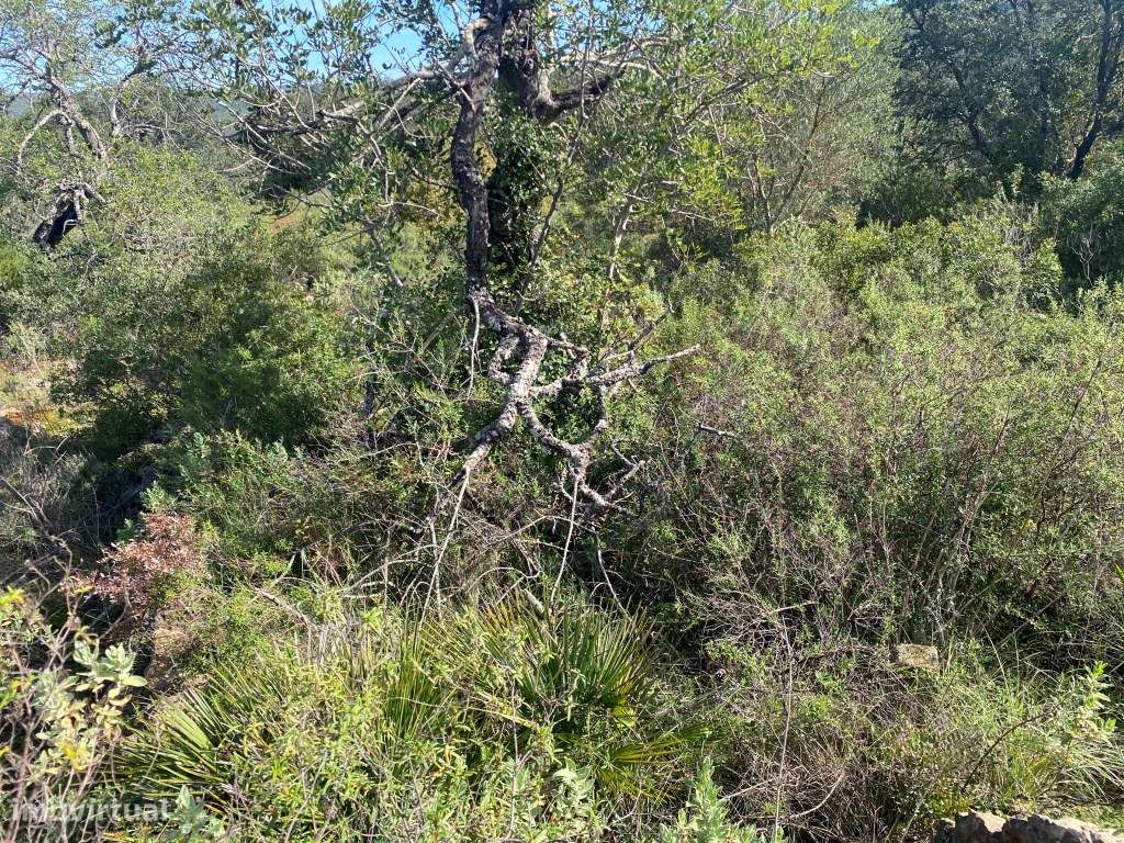 Lote de terreno rústico situado em zona muito tranquila, Boliqueime... - Grande imagem: 2/17