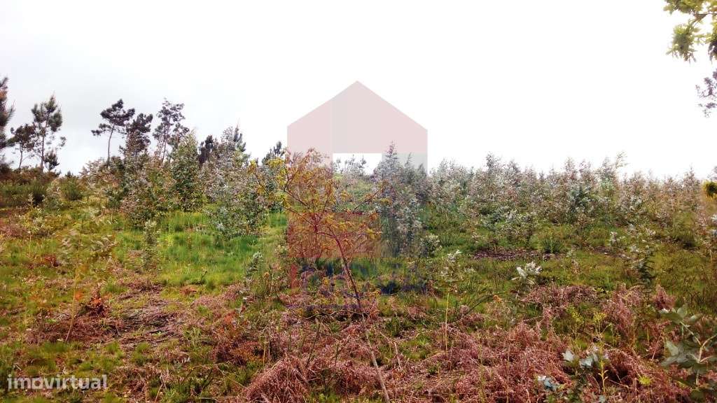 Terreno florestal, Vila Verde - Grande imagem: 2/8