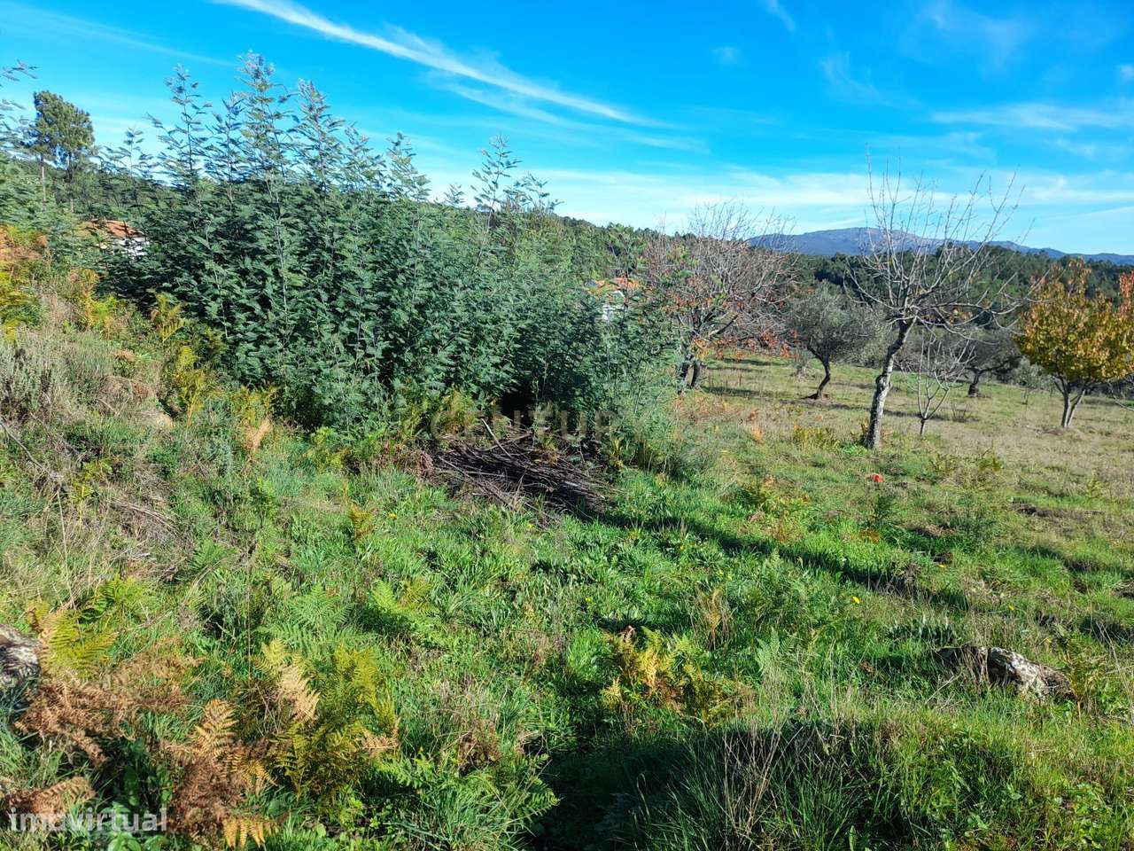 Oportunidade Única: Terreno Rústico em Violeiro, São Vicente da Beira - Grande imagem: 4/5