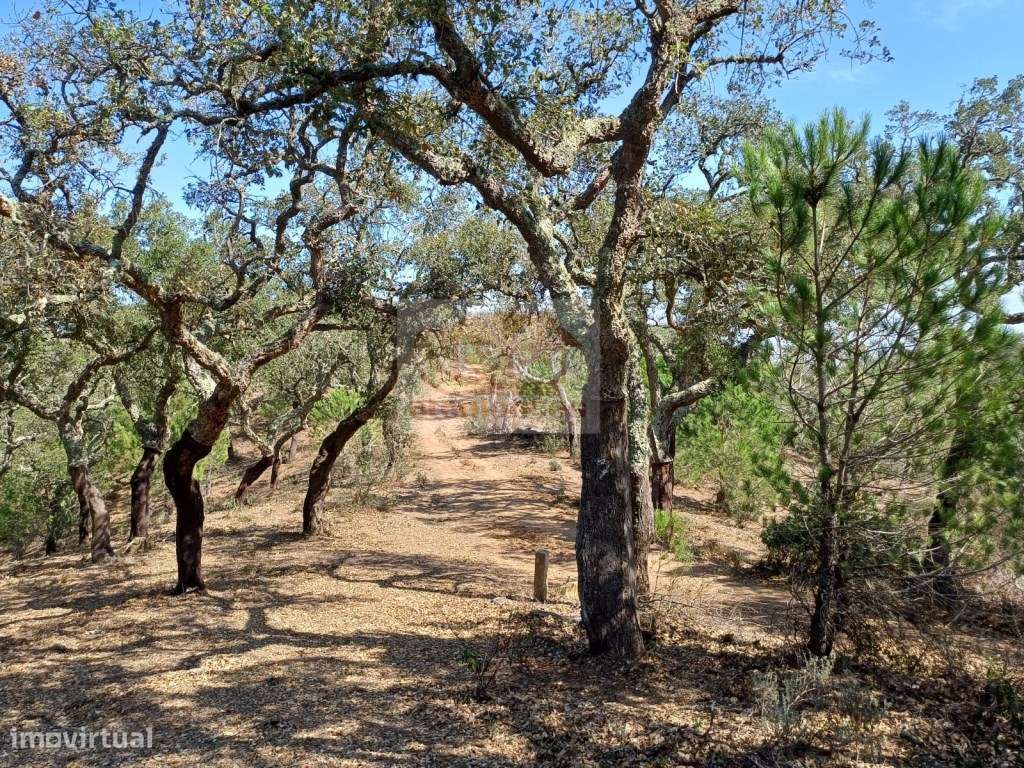 Terreno na serra a 15 minutos das praias - Grande imagem: 4/7