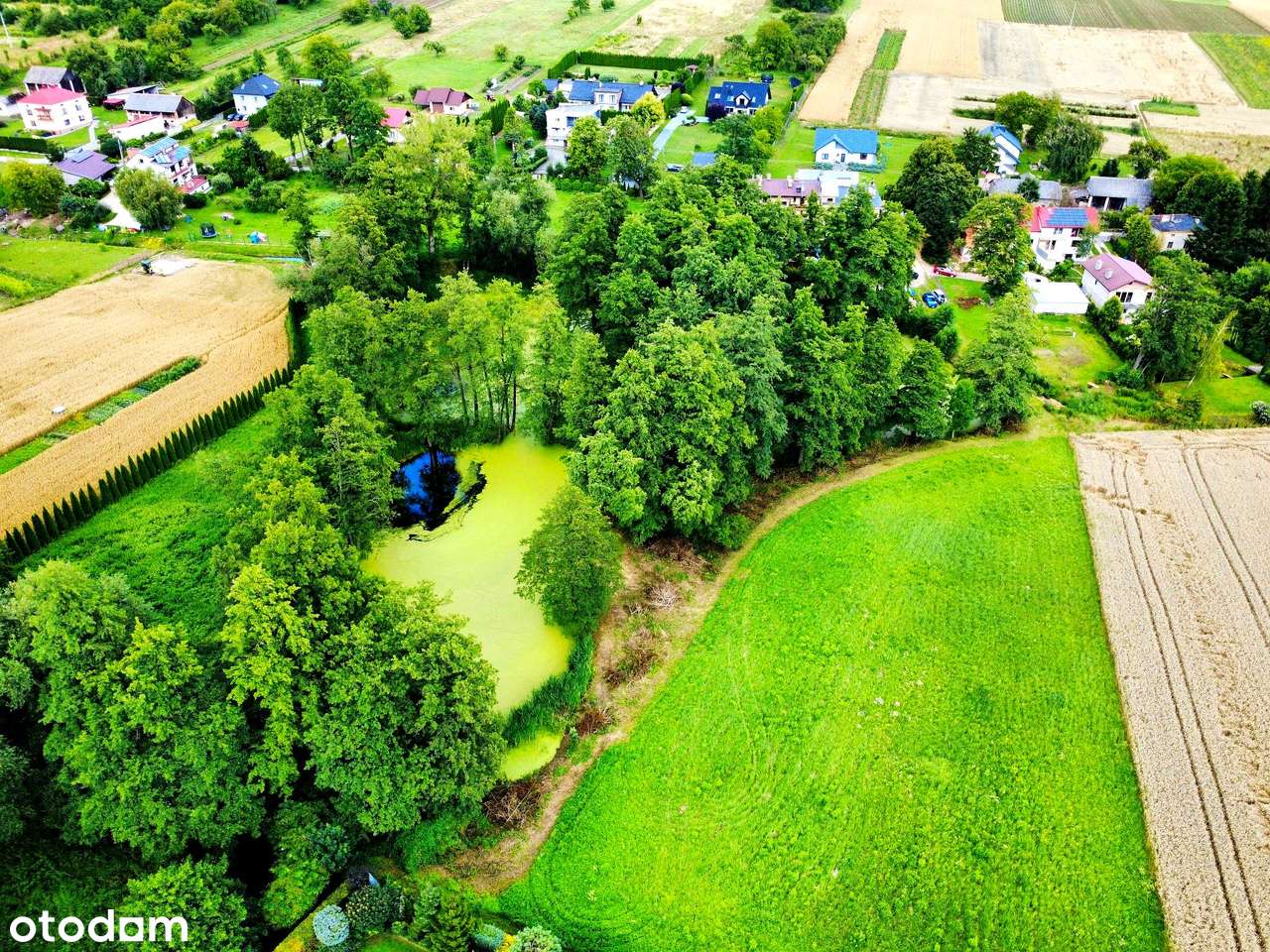 Wyjątkowa działka 81 ar | Przybysławice | staw, zieleń, media, MPZP-8