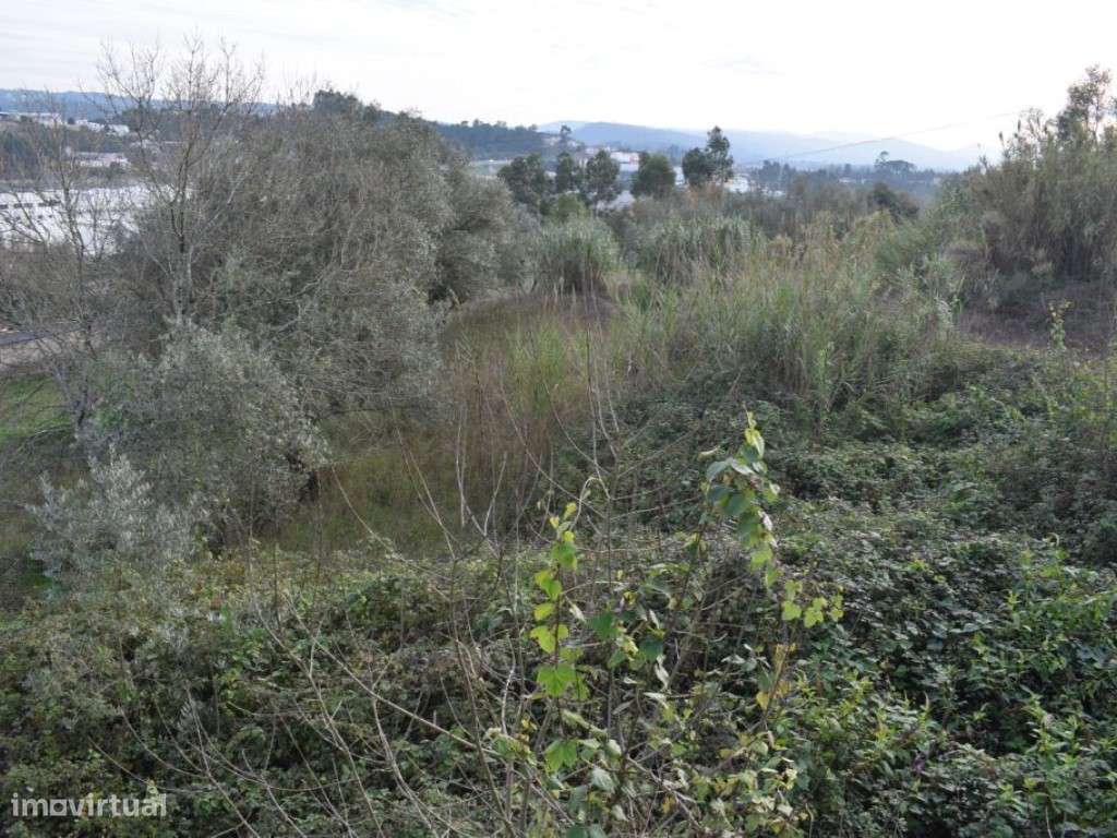 Quinta entre Antanhol e Cernache-10