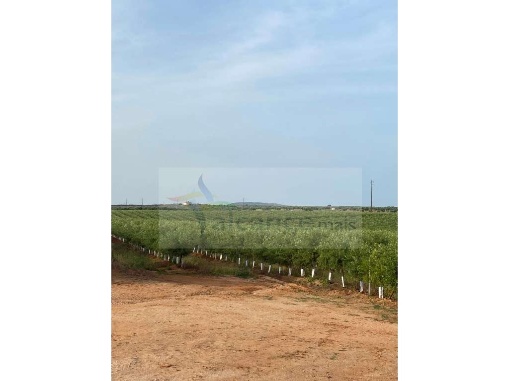 Venda de Sociedade Agrícola com Olival Superintensivo de Elevada Re...-8