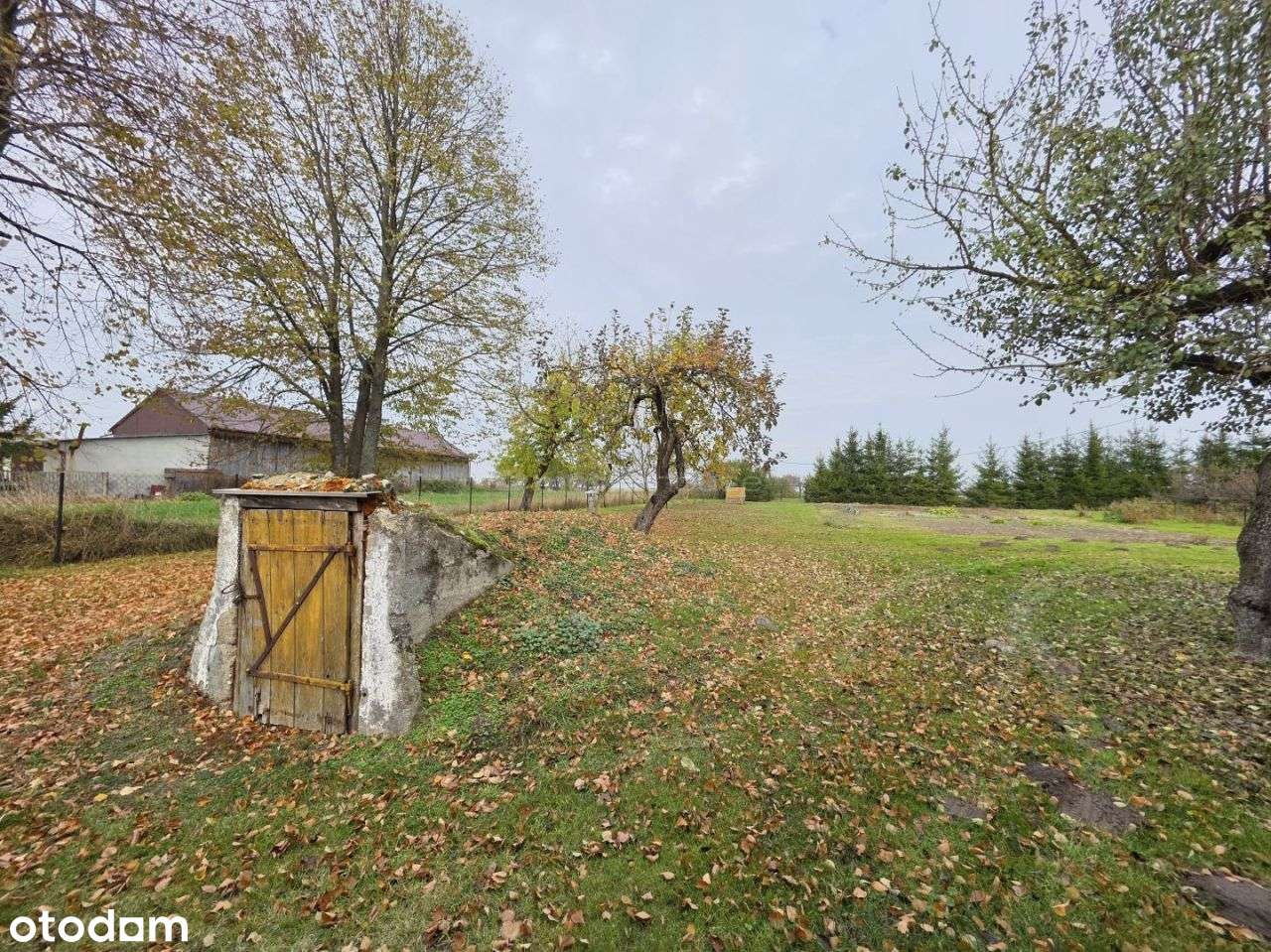 Ładne Siedlisko 2866m2 z domem 124m2 - Kijowiec - Pełny obrazek: 5/18