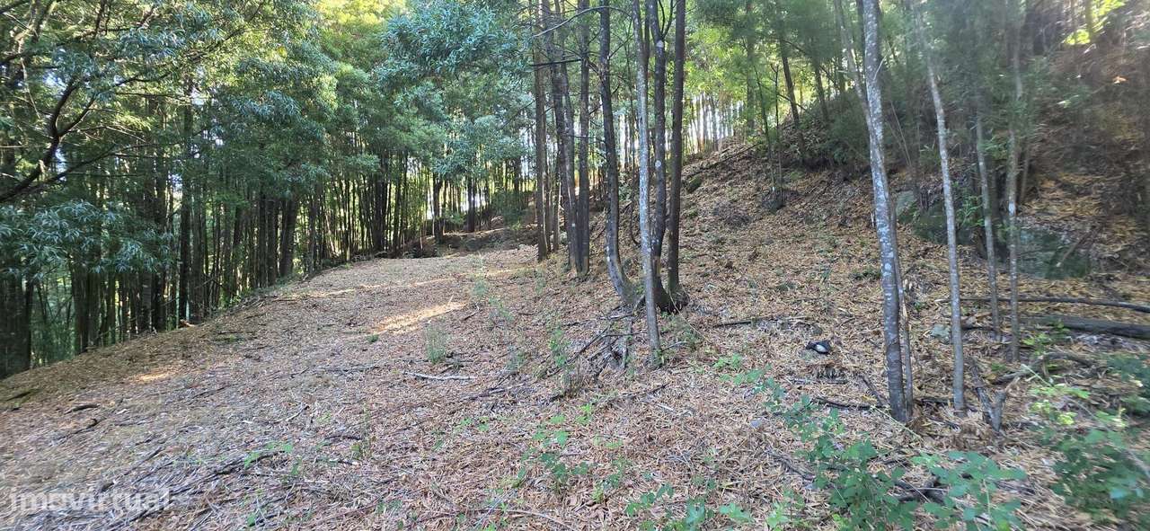 Terreno com Ruínas em Pedra – Penelas, Termas de São Vicente (Penafie - Grande imagem: 5/56