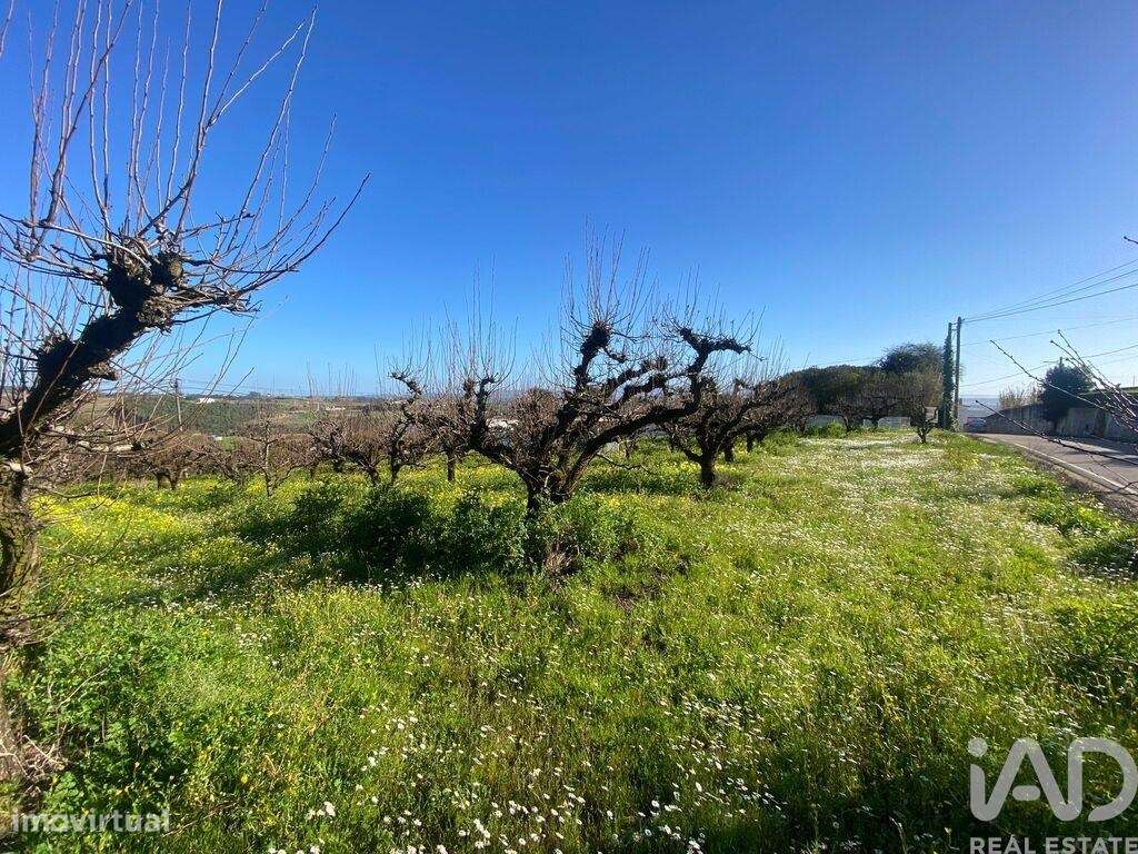 Terreno para construção em Carvalhal - Grande imagem: 5/9