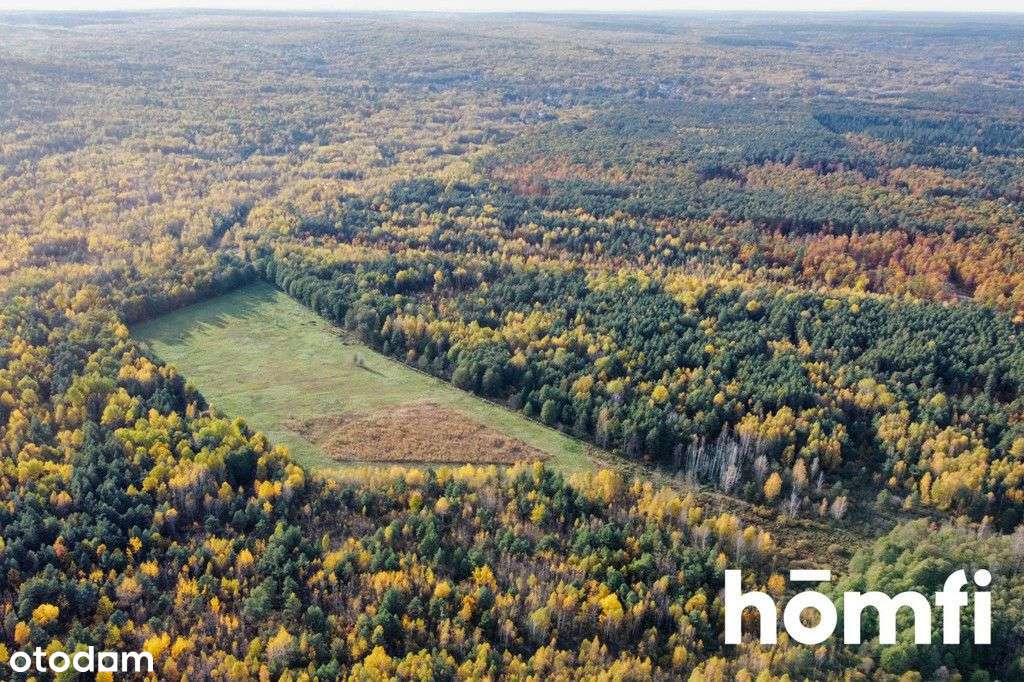 Działka w lesie z Warunkami Zabudowy. Ponad 13 ha - Pełny obrazek: 5/7