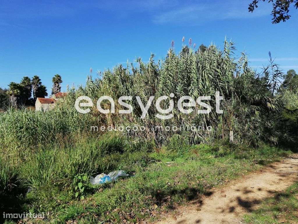 Terreno em Bustos (Oliveira do Bairro) - Grande imagem: 2/9