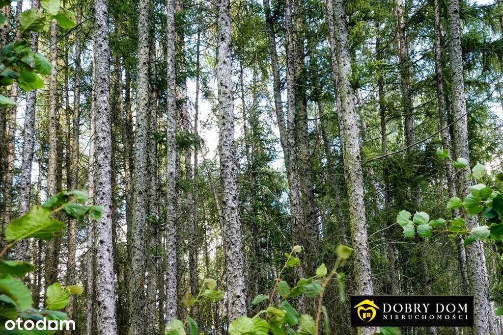 * Działka z Warunkami Zabudowy * gmina Juchnowiec - Pełny obrazek: 5/7