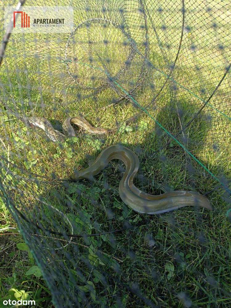 Działka siedliskowa– Gromoty, Mazury-6