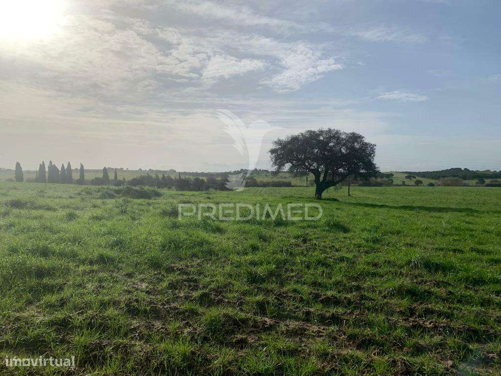 HERDADE  27 HECTARES - Grande imagem: 4/15