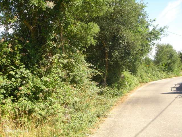 Lote para construção de moradia com 8000m² - Grande imagem: 5/6