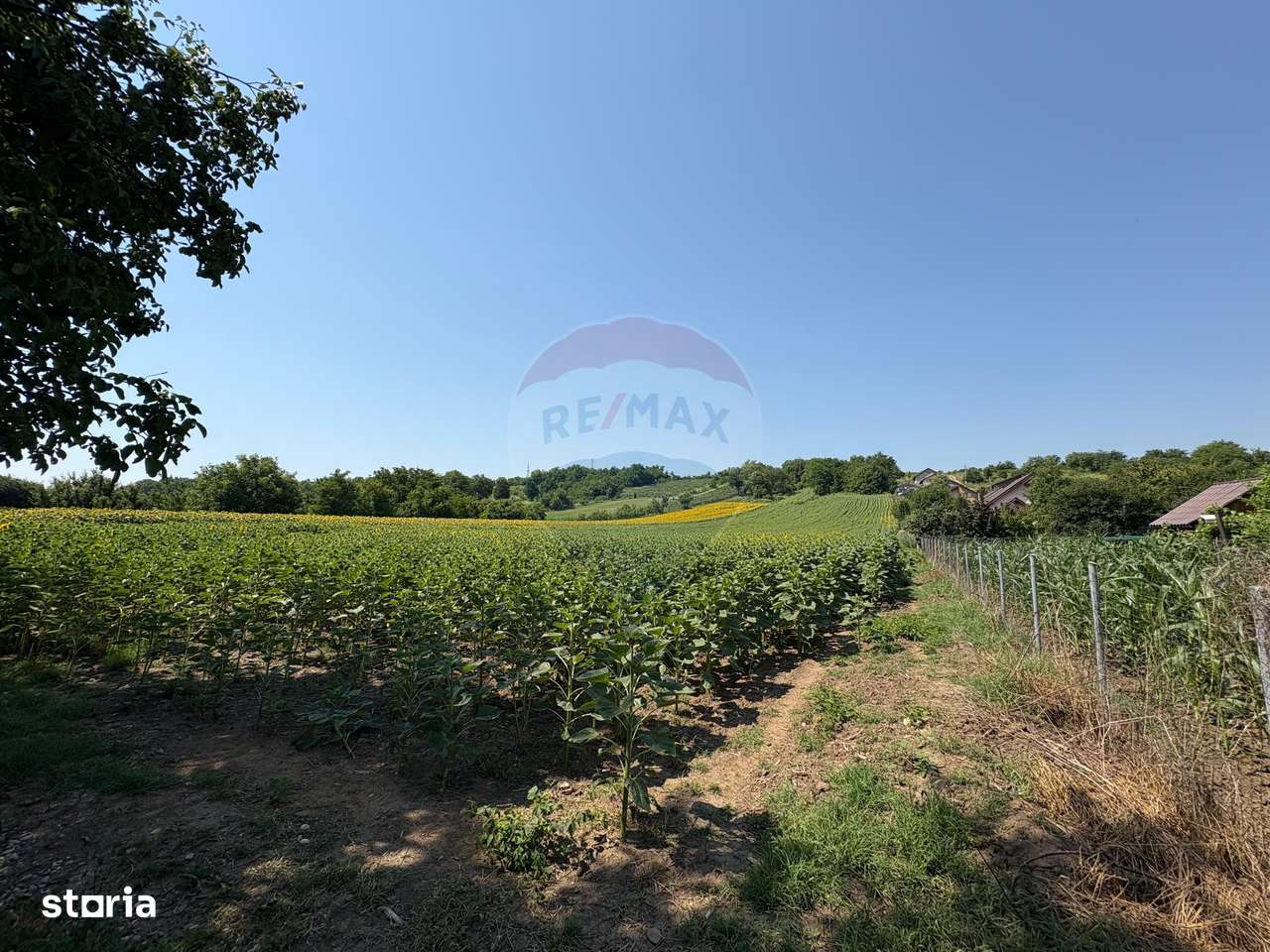 Teren 9,012mp Saucesti / Strada Cireșului - Imagine principală: 4/6