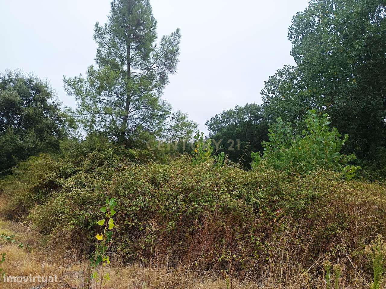 Terreno à Venda em Barca Nova, Tomar – 5.680 m² de Oportunidade! - Grande imagem: 5/7