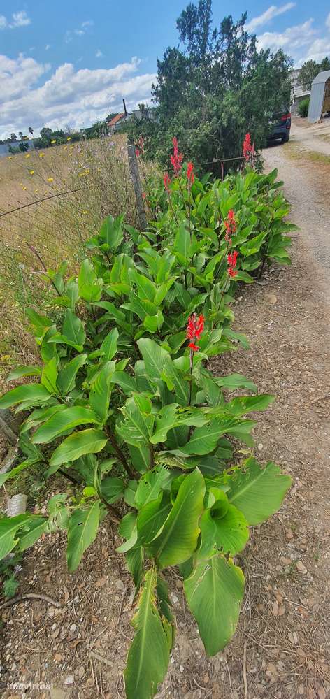 Quinta  5000m2 Viver no Campo Com a Cidade Por Perto Passil Alcochete-15