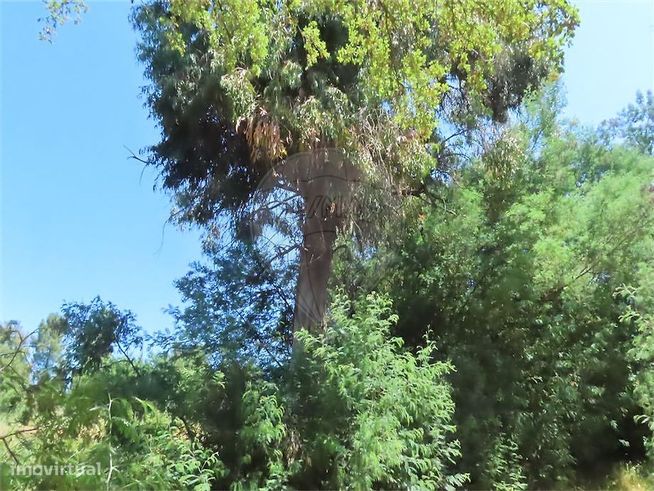 Quinta  para venda-6